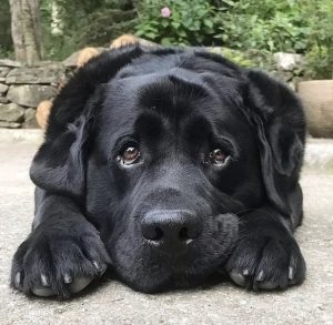 Happy lab puppy in carroll county maryland 