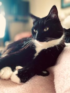 Cat Sitter Westminster maryland