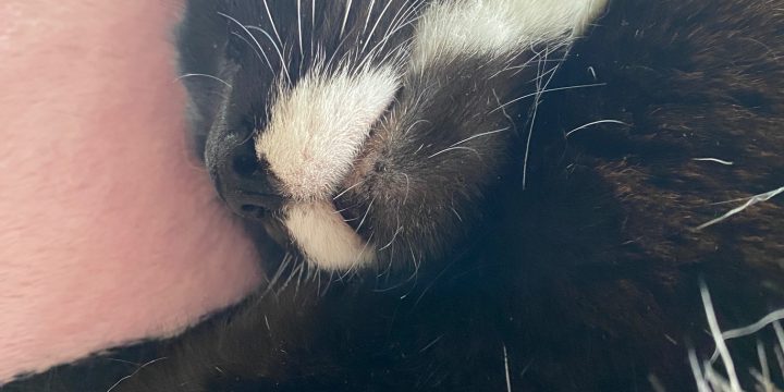 Cats Need Sitters Too: Why Cat Sitting Isn’t Just a Scoop-and-Go Job