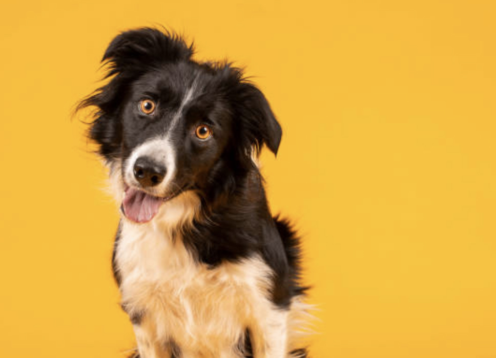 Your Vacation, Their Staycation: What Pets Experience While You’re Away