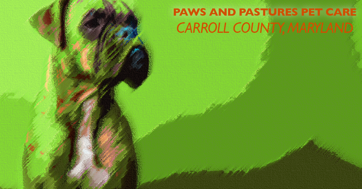 Why Hiring a Professional Pet Sitter is the Best Choice for Your Pet