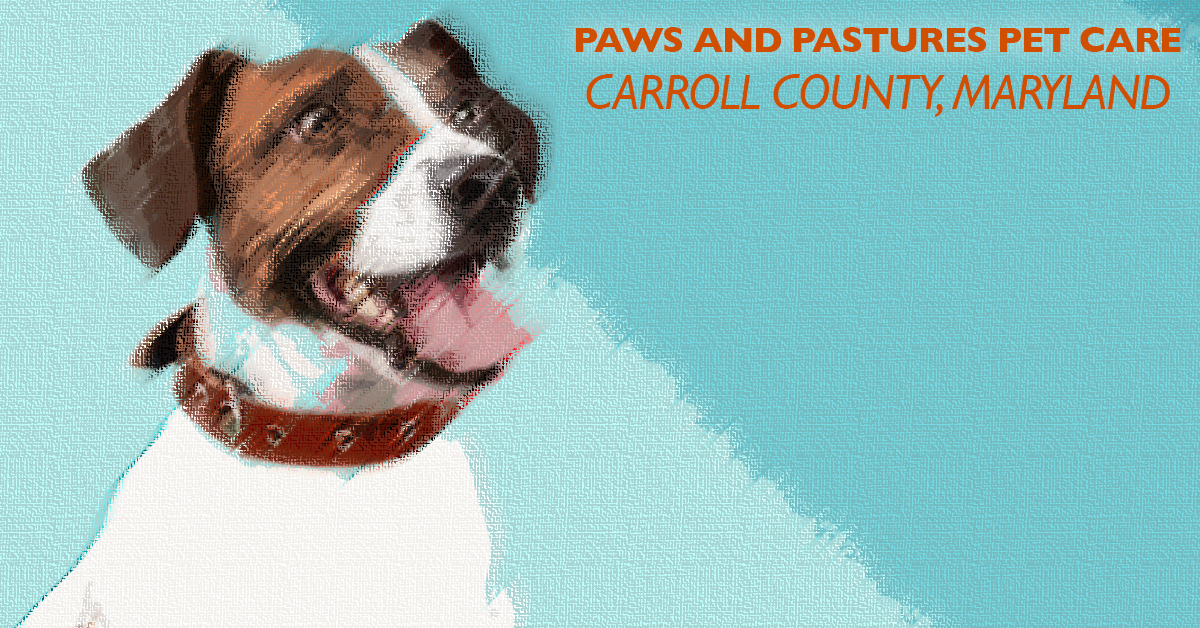 What to Pack for Your Dog’s Daycare or Farm Stay