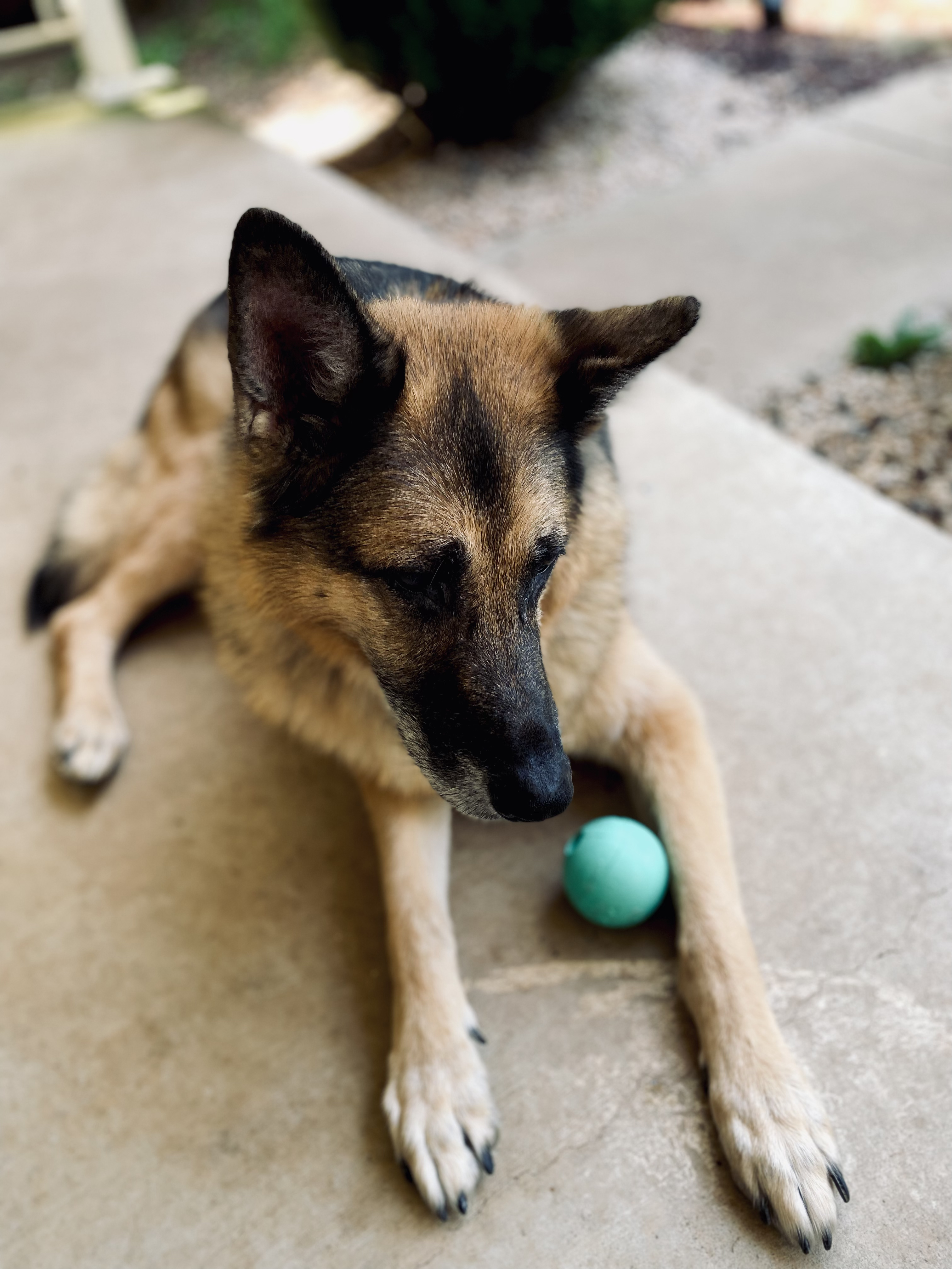 German Shepard looking at a green ball. Pet sitting in Carroll County Maryland