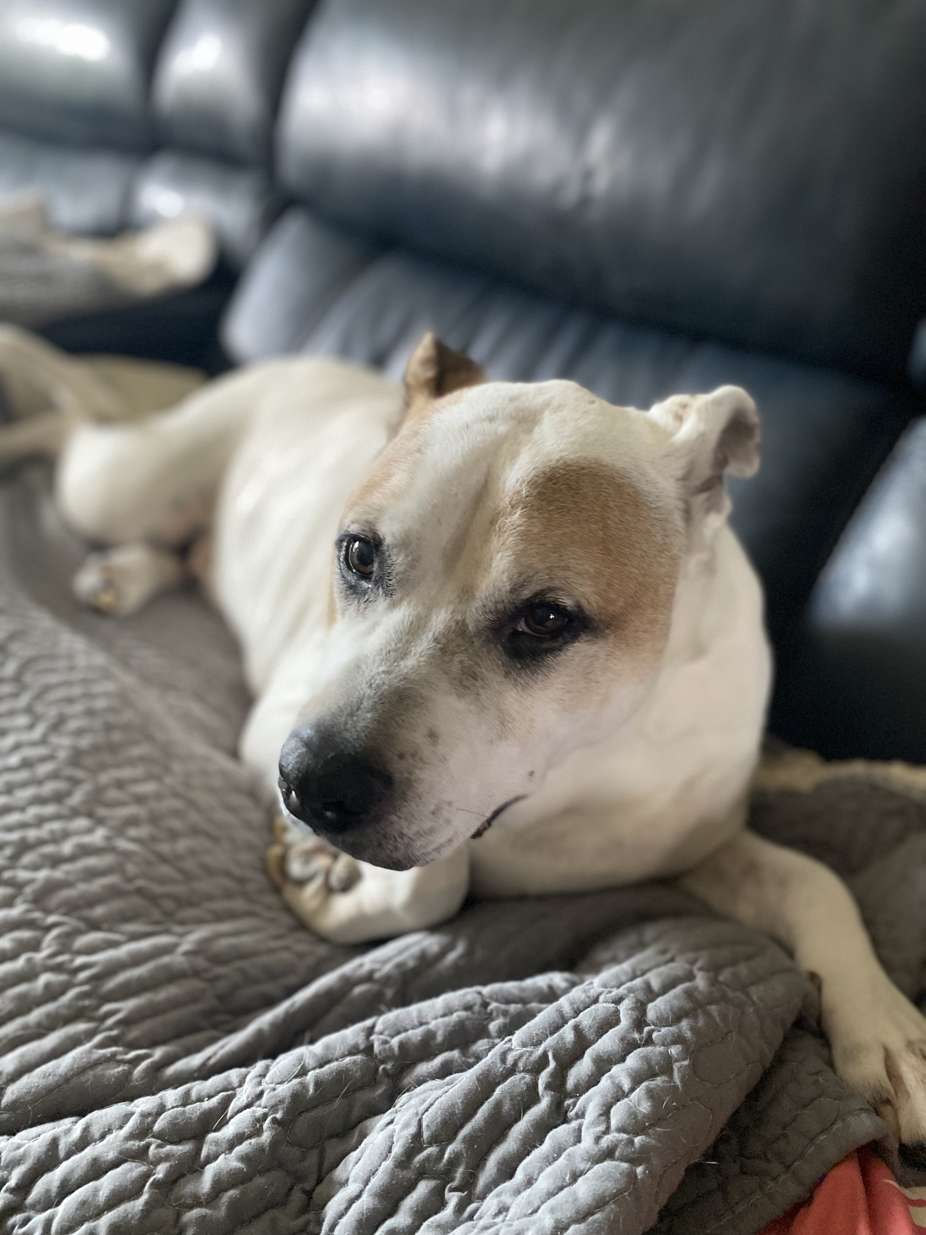 White and brown pitty mix on a couch. Pet sitting in Carroll County Maryland